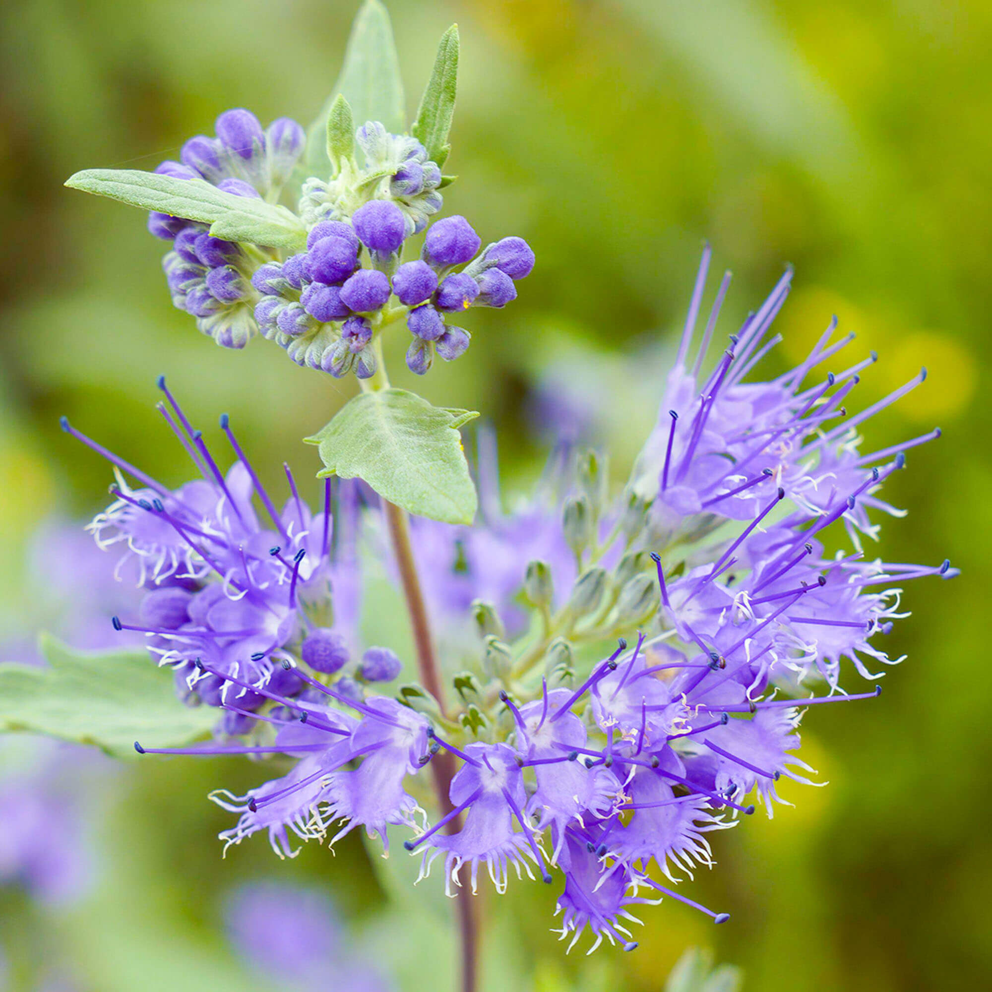 Caryopteris Heavenly Blue Bluebeard Gardeners Dream caryopteris-heavenly-blue-bluebeard-gardeners-dream