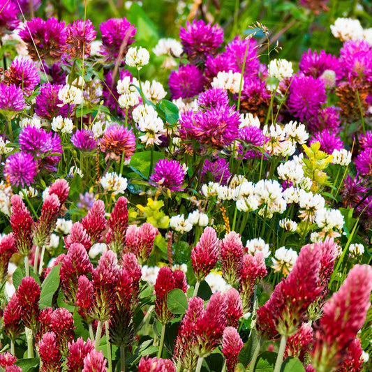 Mixed Clover Grass Seed