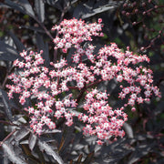 Sambucus 'Black Lace'