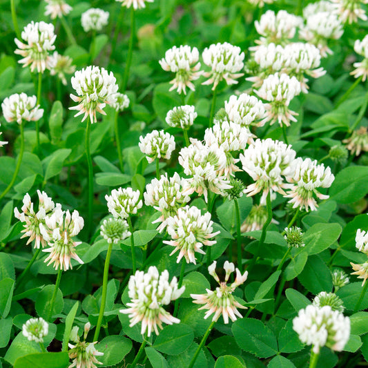 White Clover Grass Seed