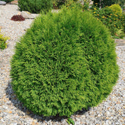 Thuja 'Danica'