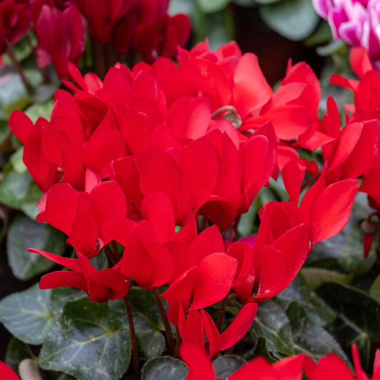 Cyclamen 'Bright Scarlet' Bedding Plants