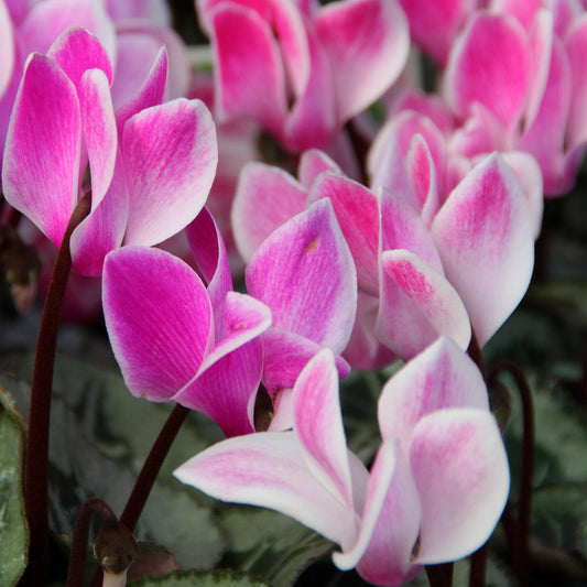 Cyclamen 'Purple Flame' Bedding Plants
