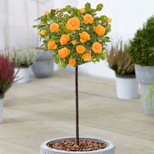 Orange Potted Rose on Standard Stem