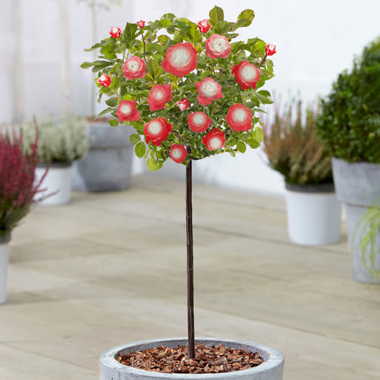 Red & White Potted Rose on Standard Stem