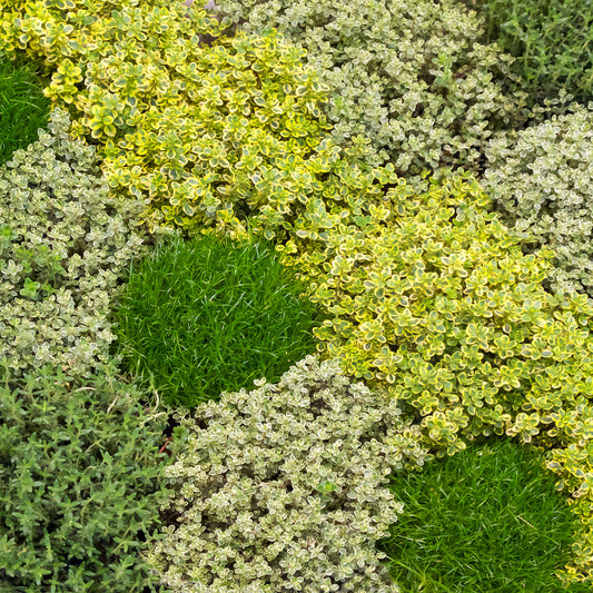 Thymus Collection Basket Plants
