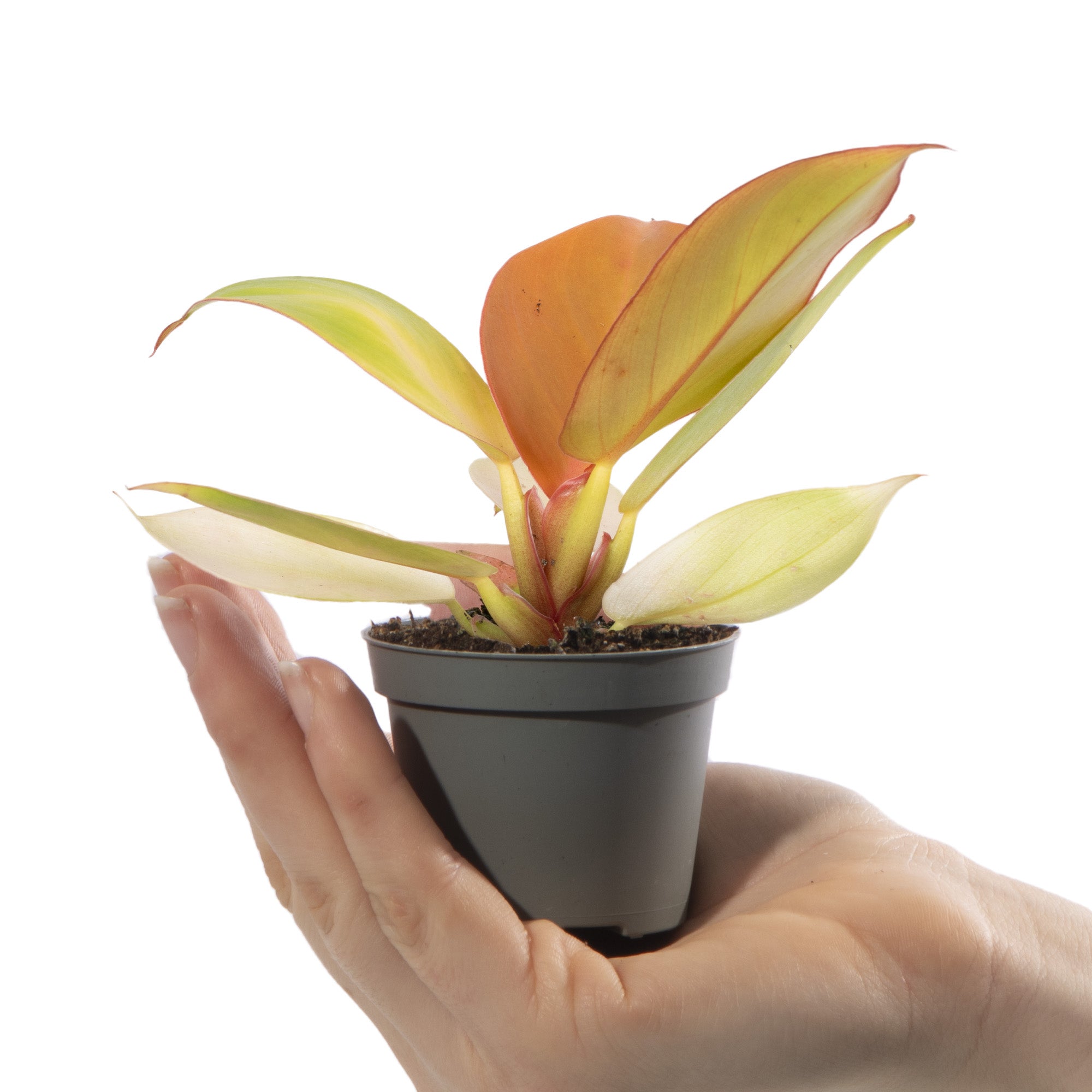 philodendron baby giftig Baby Philodendron 'Orange'
