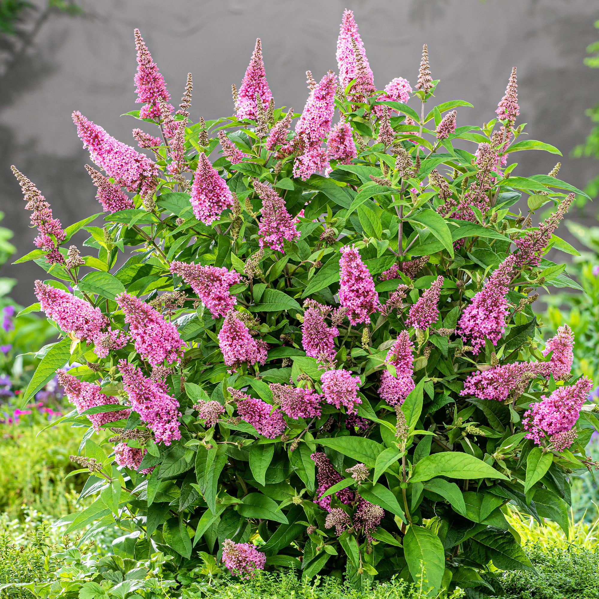 Buddleia Candy Little Pink Butterfly Bush Gardeners Dream buddleia-candy-little-pink-butterfly-bush-gardeners-dream