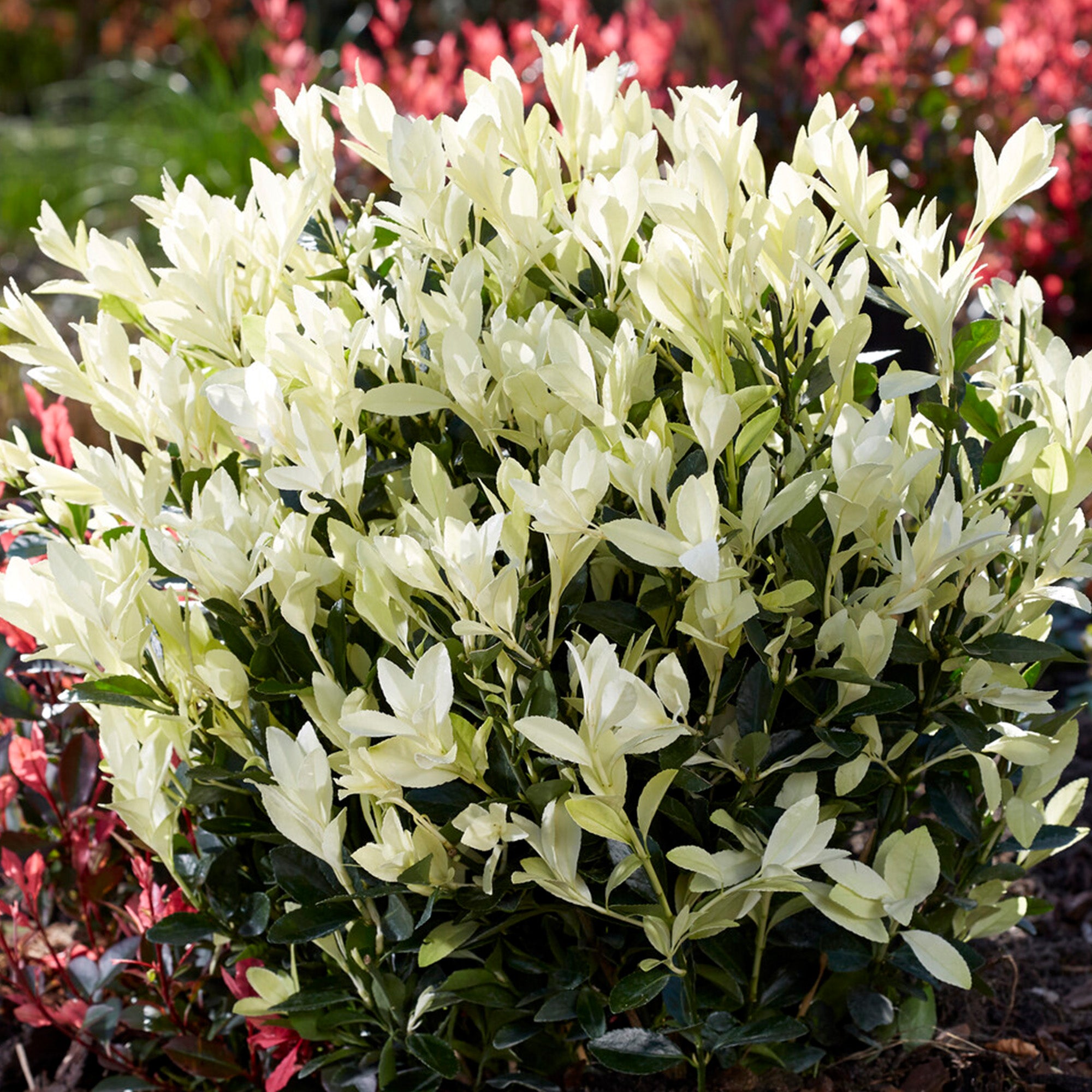 BALDUR-Nederland 1x Euonymus 'Himalaya', plant in 2-liter containerpot BALDUR-Nederland 1x Euonymus 'Himalaya', plant in 2-liter containerpot