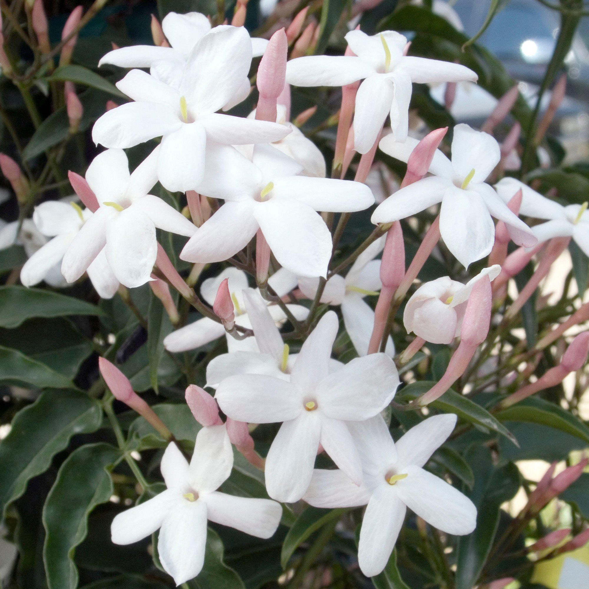 Jasminum Polyanthum Jasmine Gardeners Dream Jasminum Polyanthum Jasmine Gardeners Dream