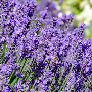 Lavender 'Hidcote'