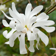 Magnolia 'Royal Star'