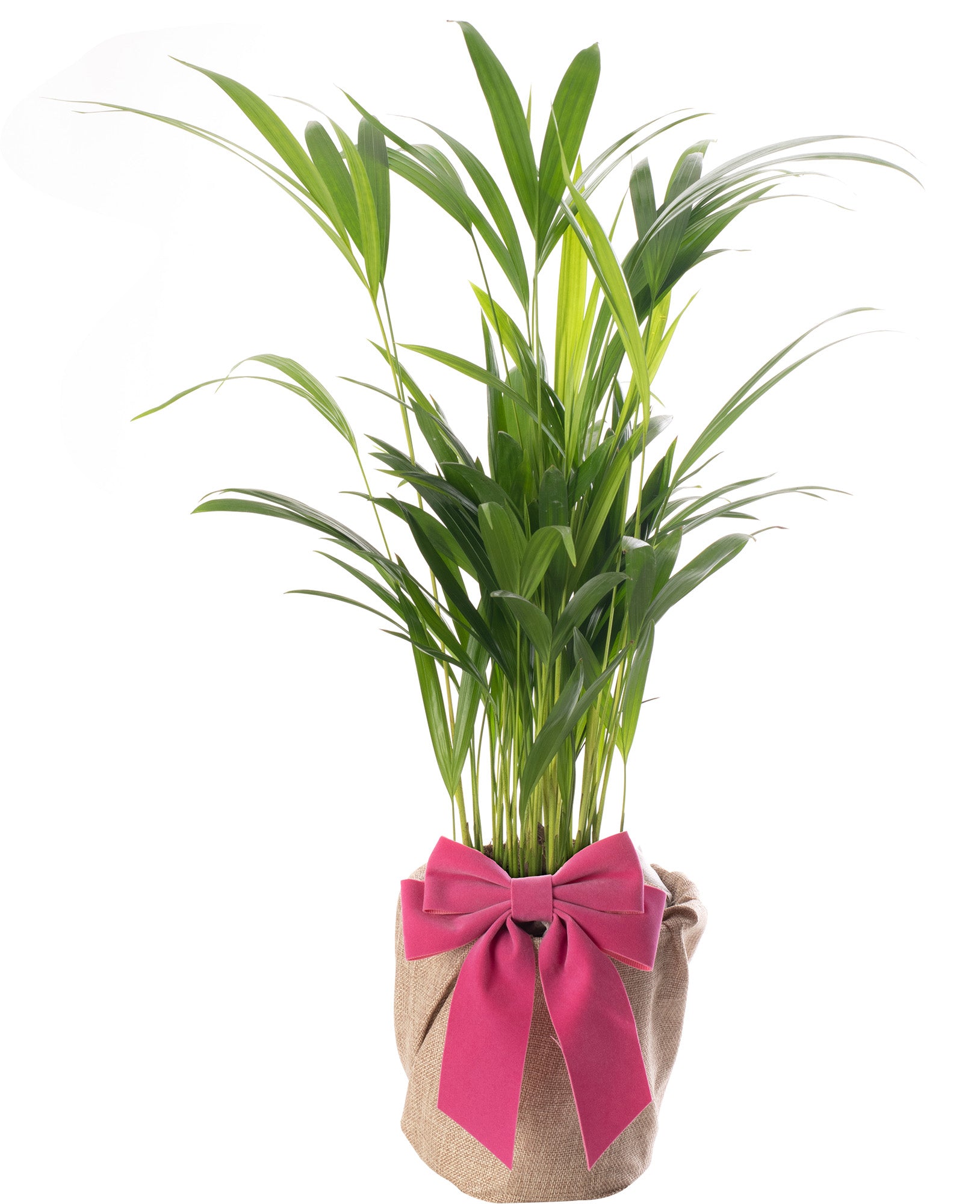 areca palm delivery uk Mother's Day Gift Plant - Areca Palm