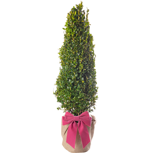Box Pyramid Topiary Tree - Mother's Day Outdoor Plant Gift
