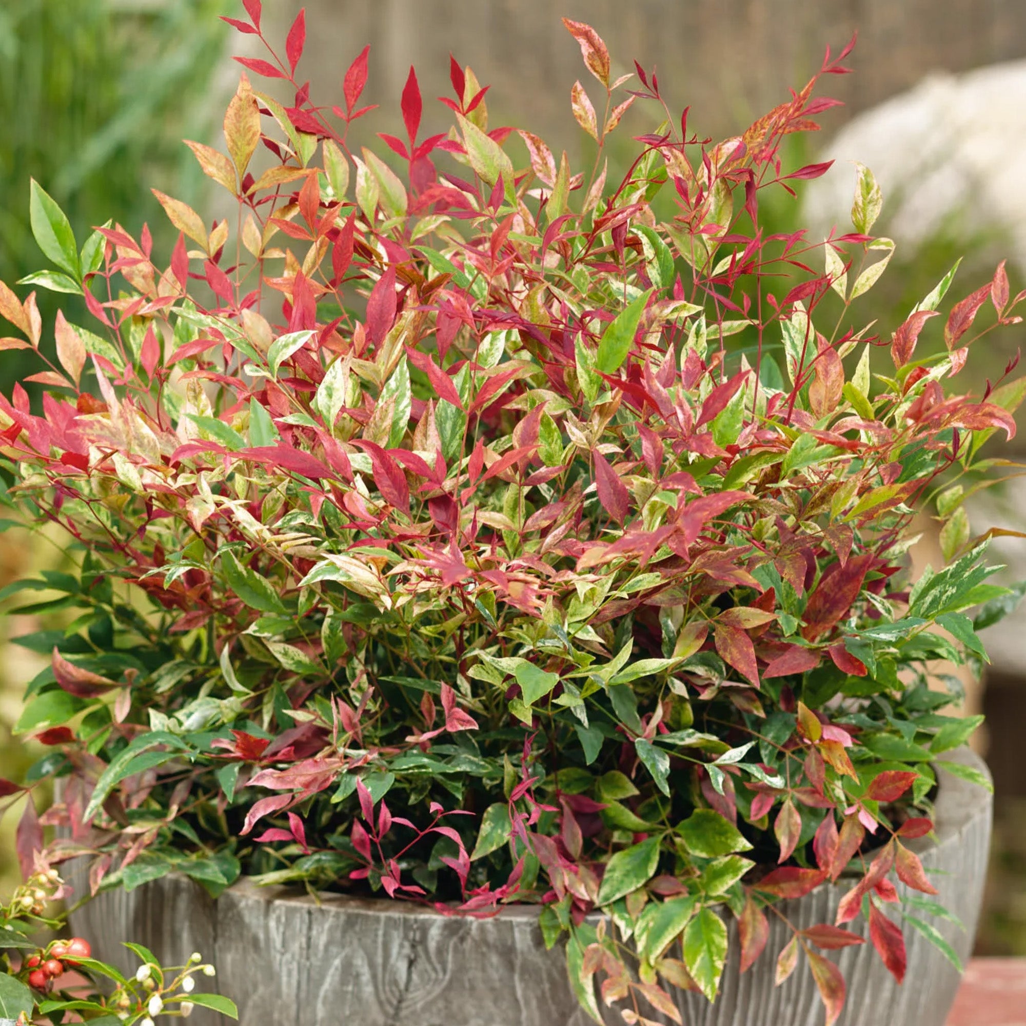 Nandina Red Light Heavenly Bamboo Gardeners Dream Nandina Red Light Heavenly Bamboo Gardeners Dream
