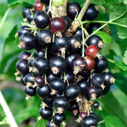Blackcurrant 'Titania'