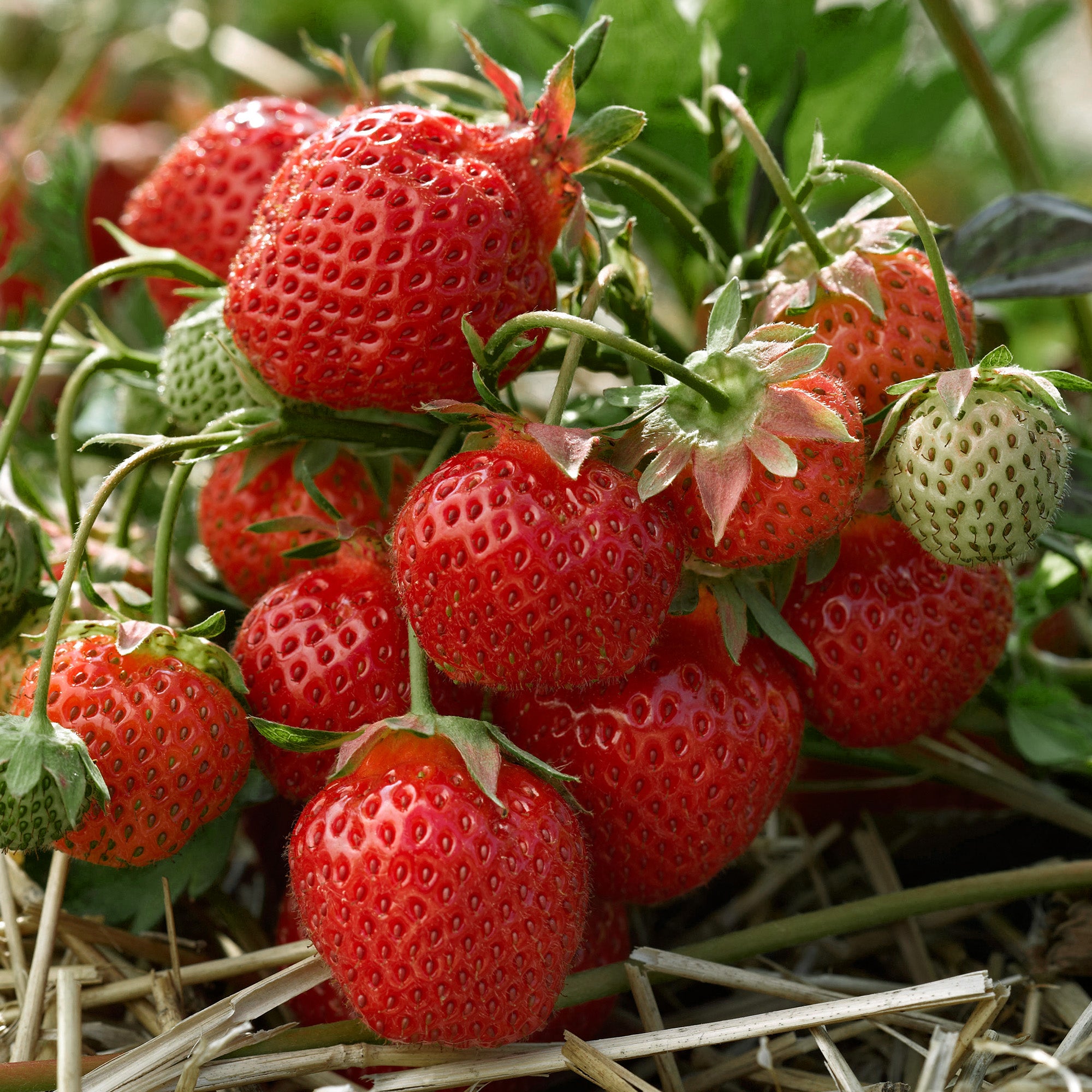 ruby ann strawberry seeds Strawberry 'Ruby Ann'