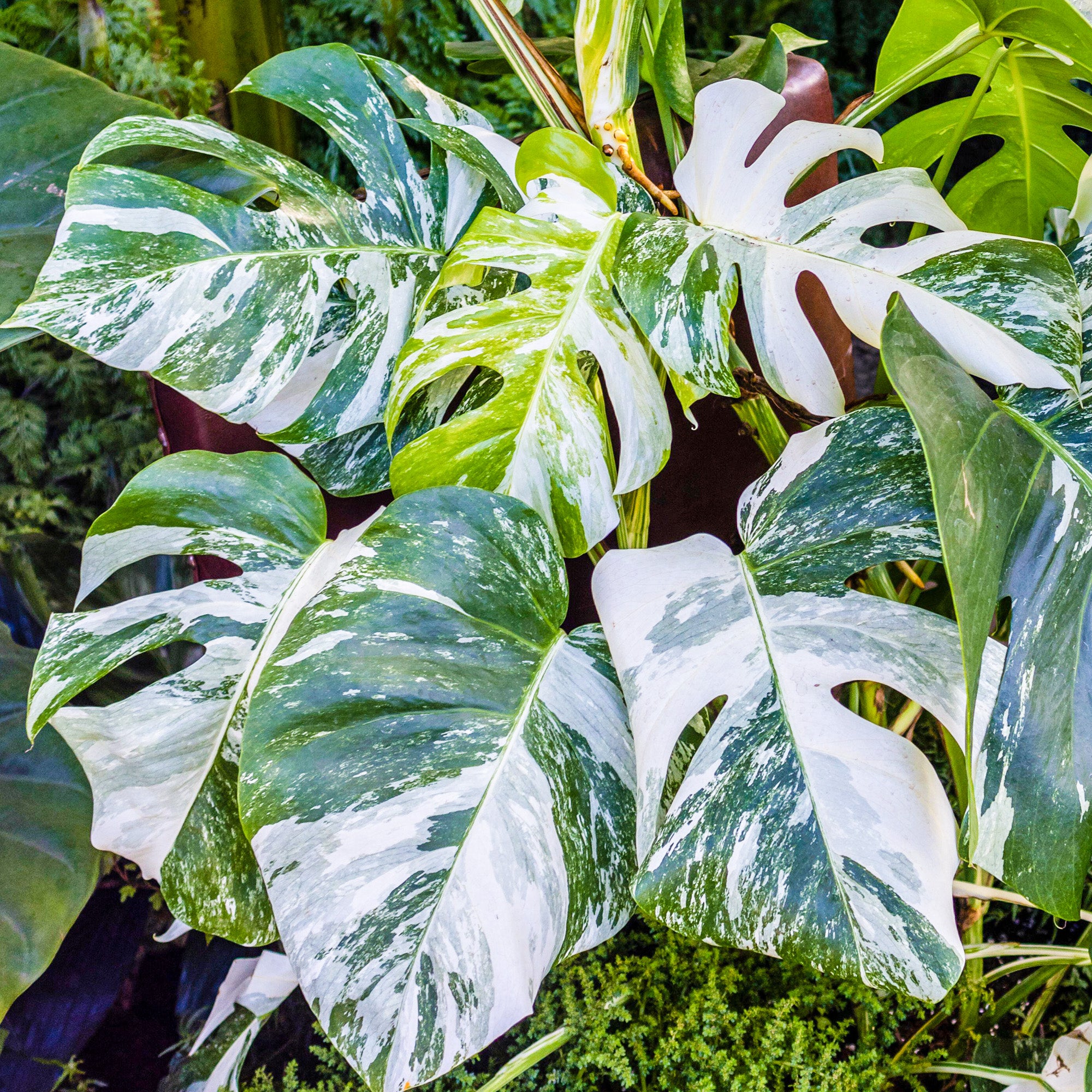 Variegated Monstera Deliciosa Variegated Swiss Cheese Plant variegated-monstera-deliciosa-variegated-swiss-cheese-plant