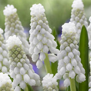 Muscari armeniacum 'Siberian Tiger'