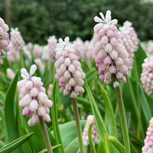 Muscari 'Pink Sunrise'