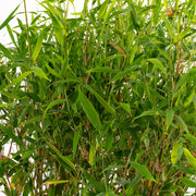 Fargesia 'Winter Black'