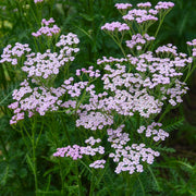Achillea 'Lilac Beauty'