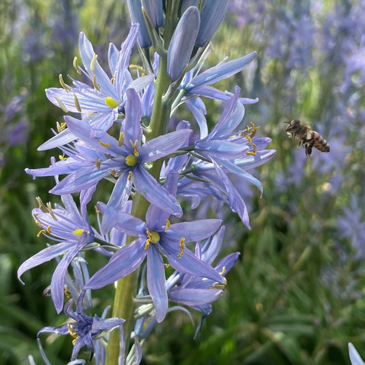 Camassia 'Blue Candle'