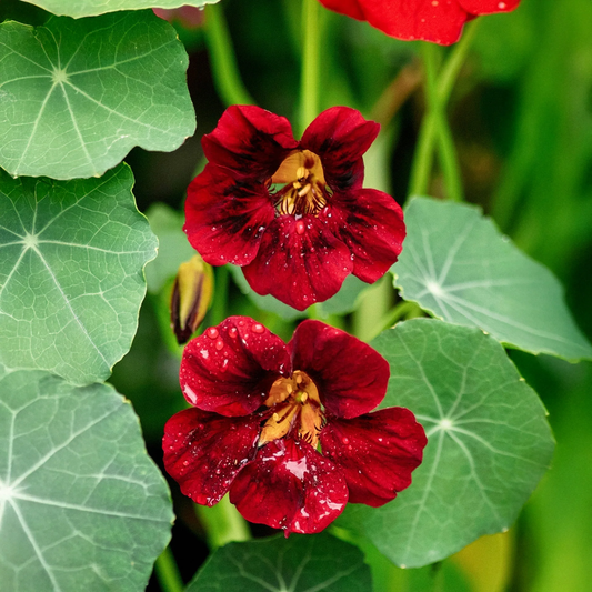 Nasturtium 'Black Velvet' Carry Pack