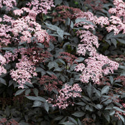 Sambucus 'Black Beauty'