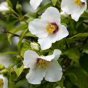 Philadelphus 'Belle Étoile'