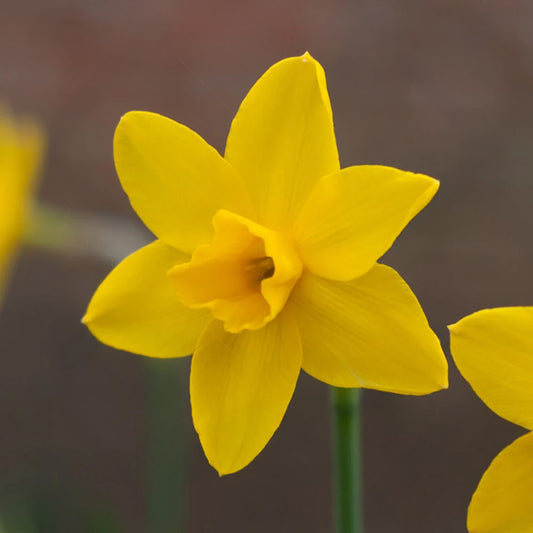 Narcissus 'Sweetness'