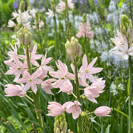 Camassia 'Pink Star'