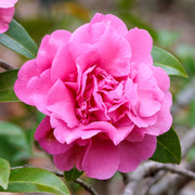 Camellia 'Debbie'