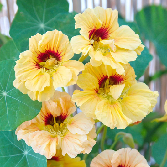 Nasturtium 'Peach Melba' Carry Pack