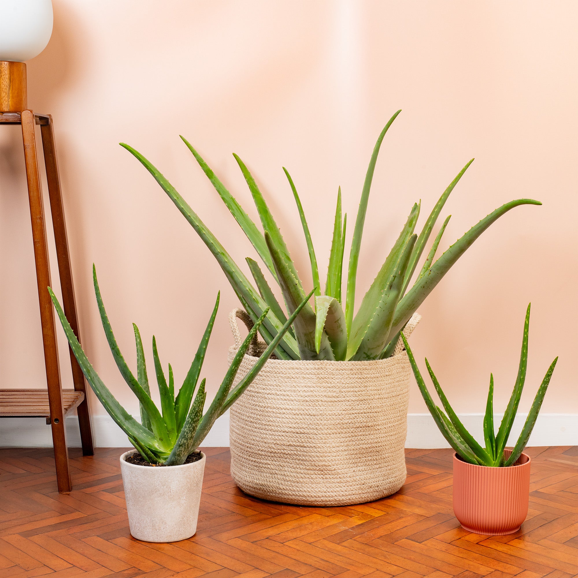 dream of aloe vera plant Aloe 'Vera Barbadensis'
