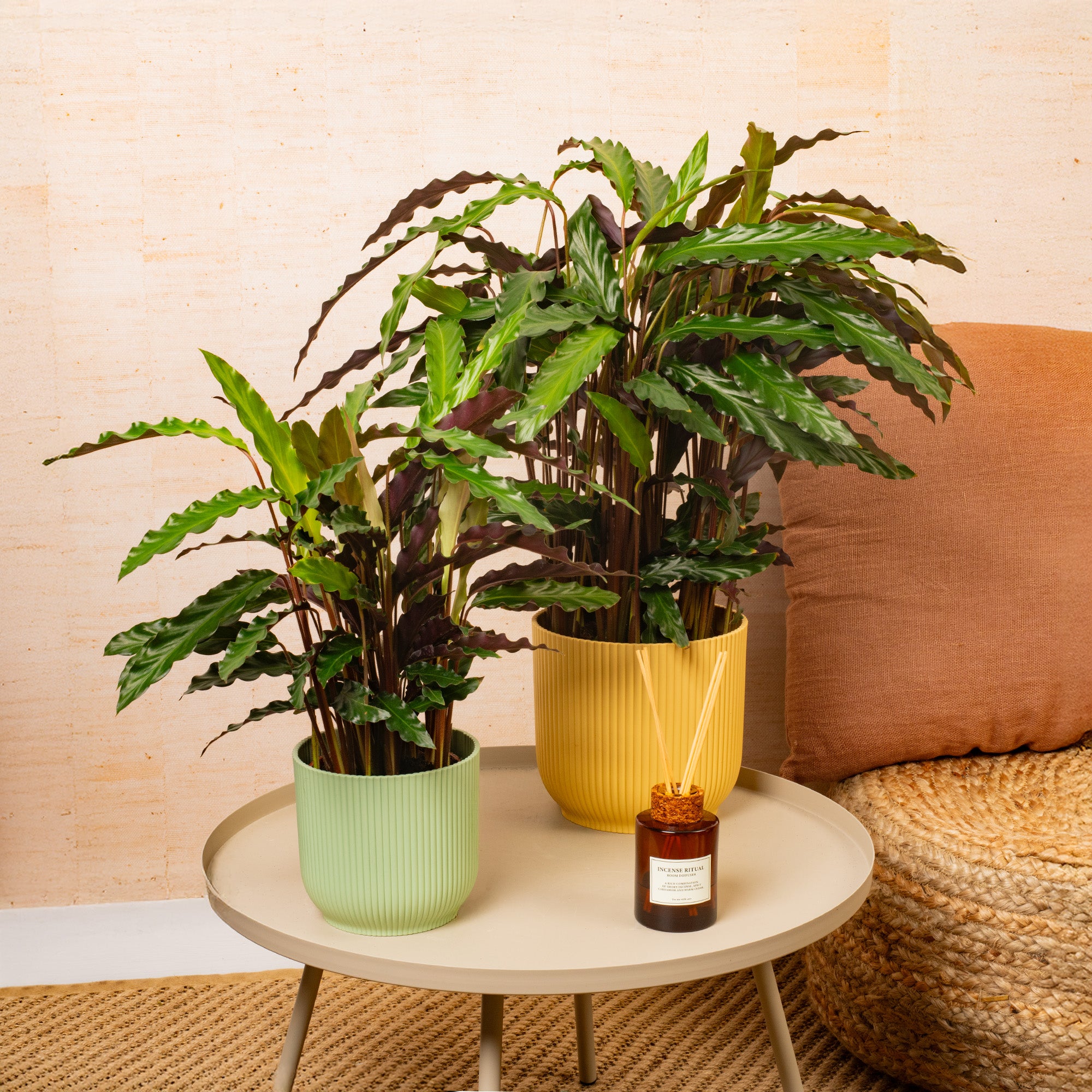 elgergrass prayer plant Calathea 'Elgergrass'