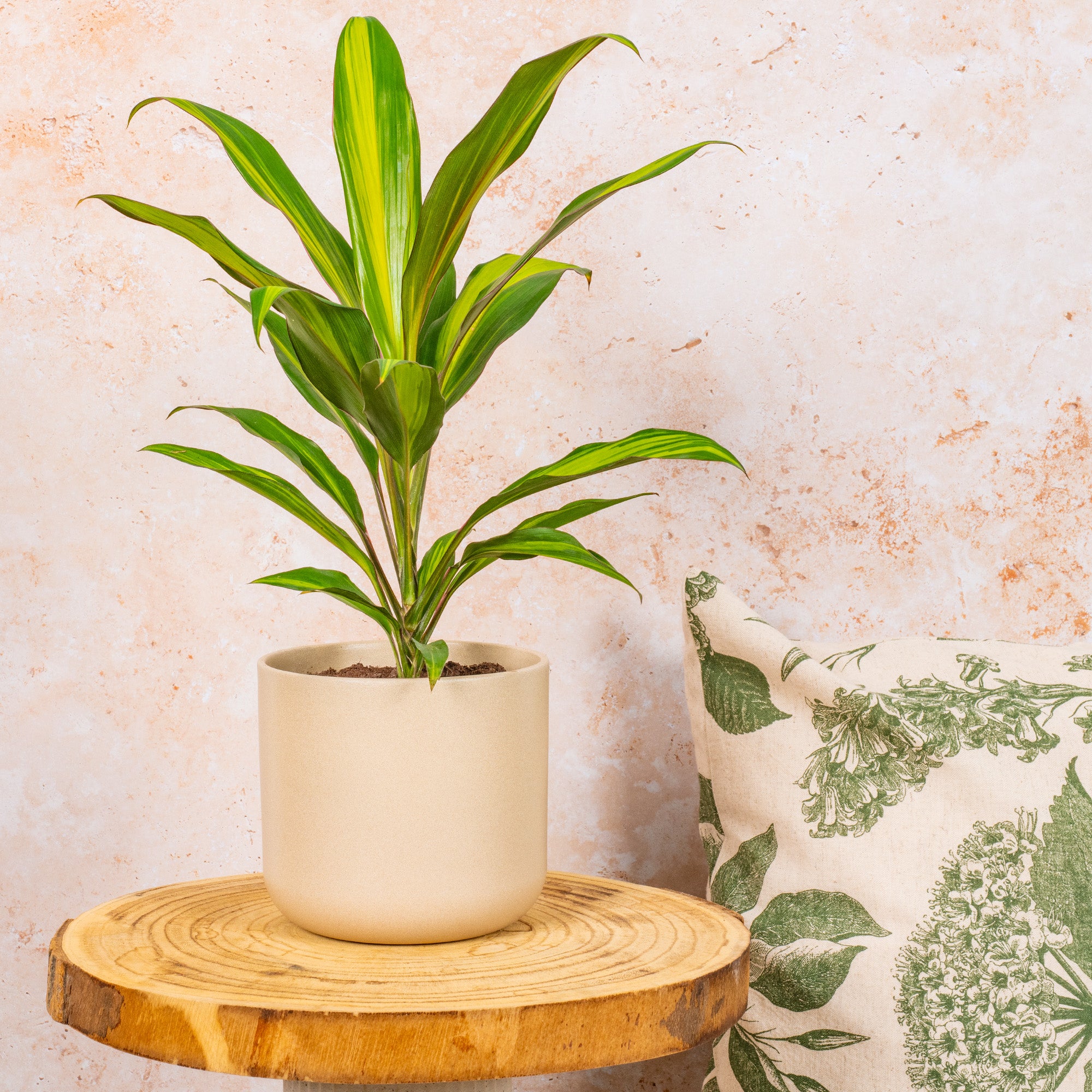 dracaena cordyline kiwi Cordyline 'Kiwi'