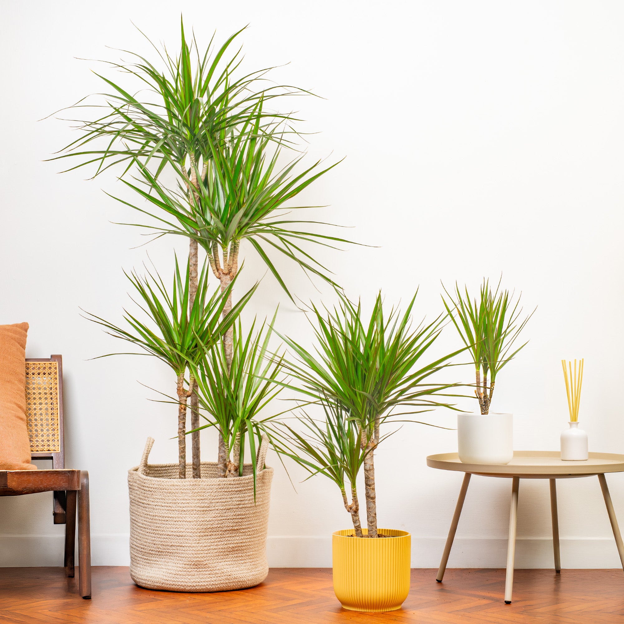best pot for dracaena marginata Dracaena marginata