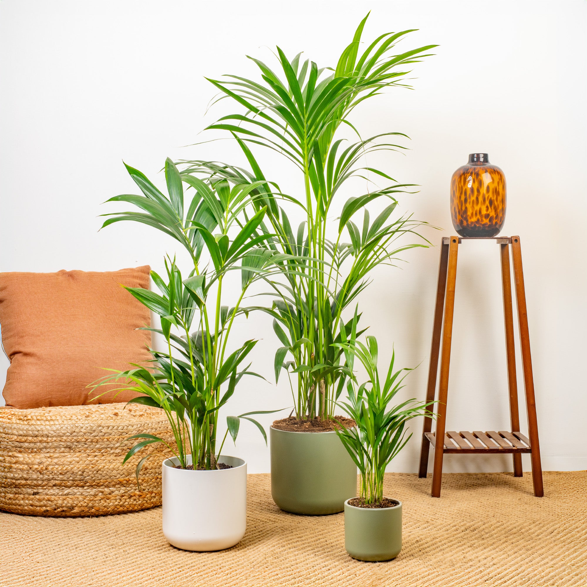 indoor palm plants uk Howea forsteriana
