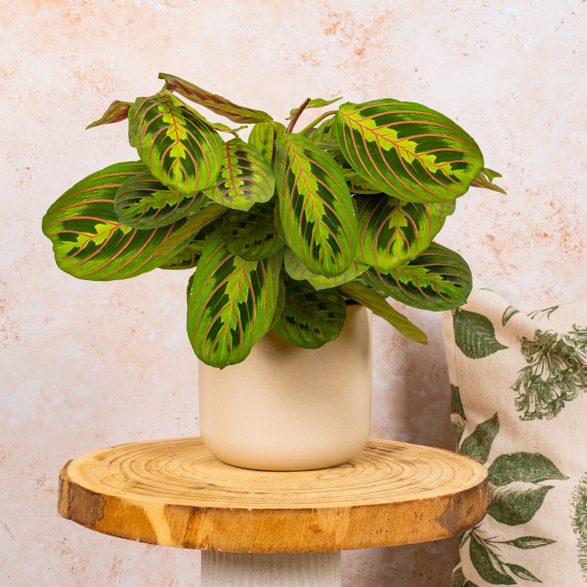 maranta fascinator tricolour prayer plant Maranta 'Fascinator Tricolour'