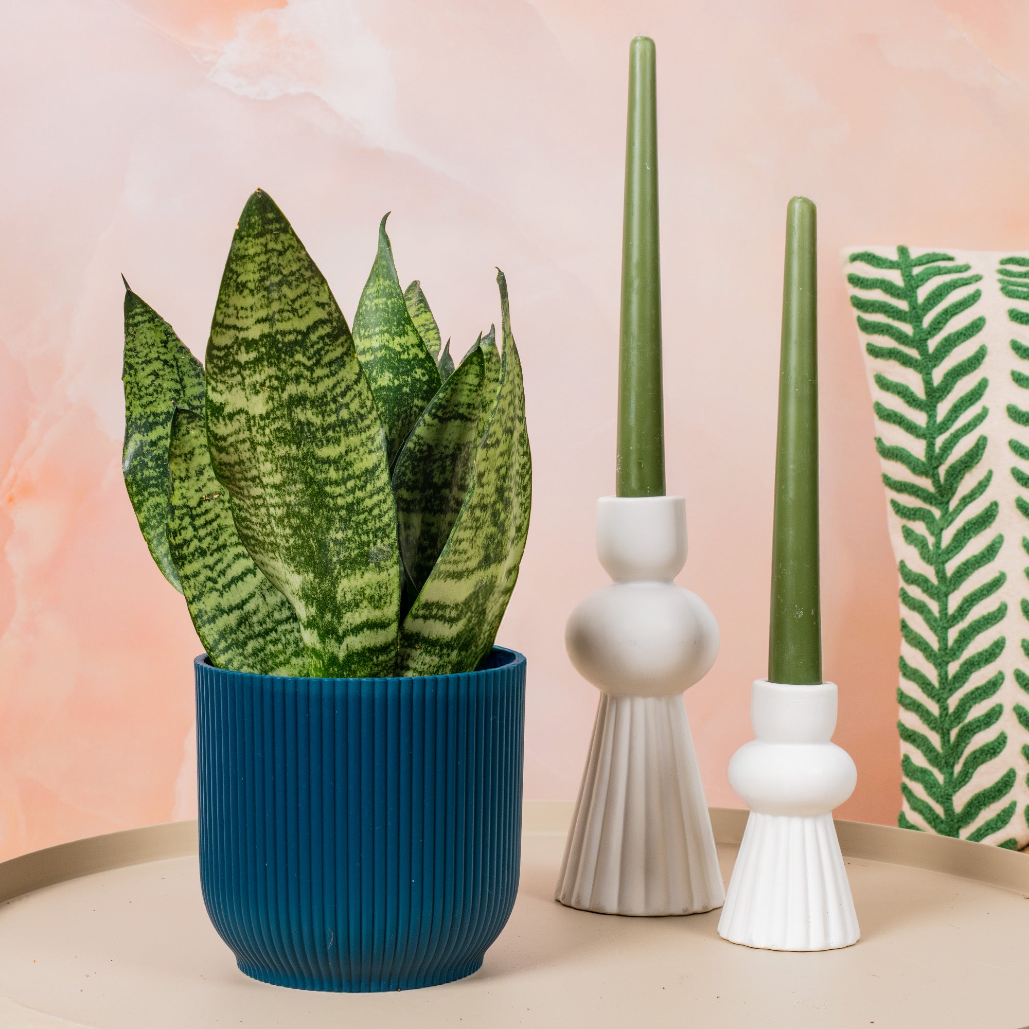 gardenersdream 1 x sansevieria black coral snake plant Sansevieria 'Black Coral'