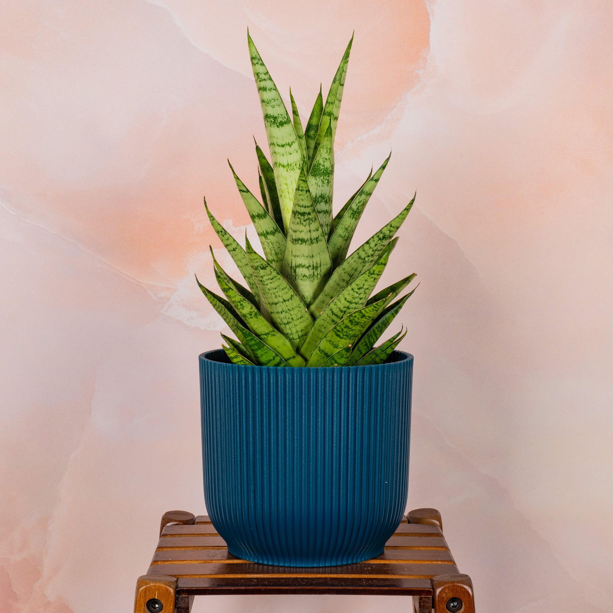 tough lady snake plant Sansevieria 'Tough Lady'