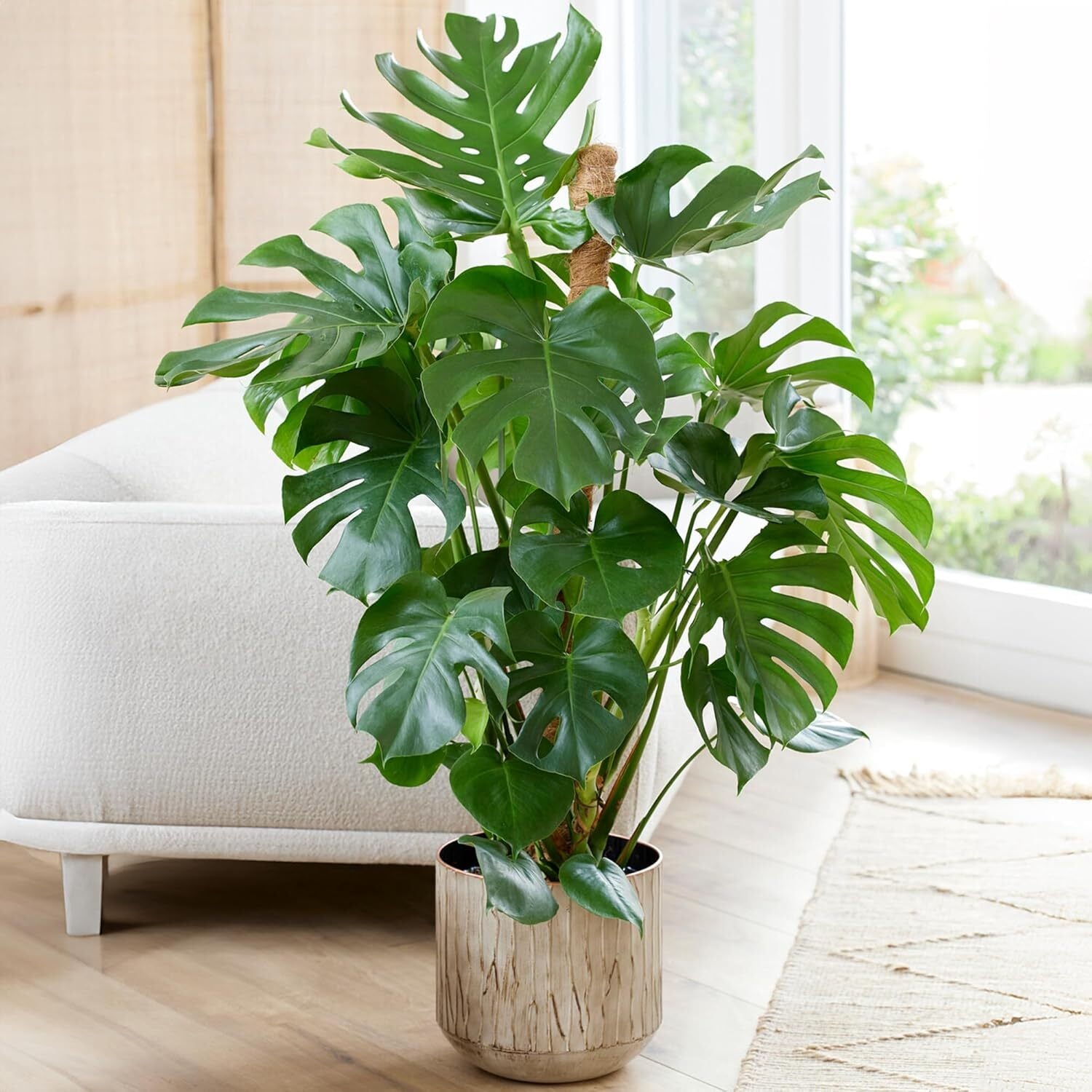swiss cheese monstera moss pole Monstera Deliciosa with Moss Pole