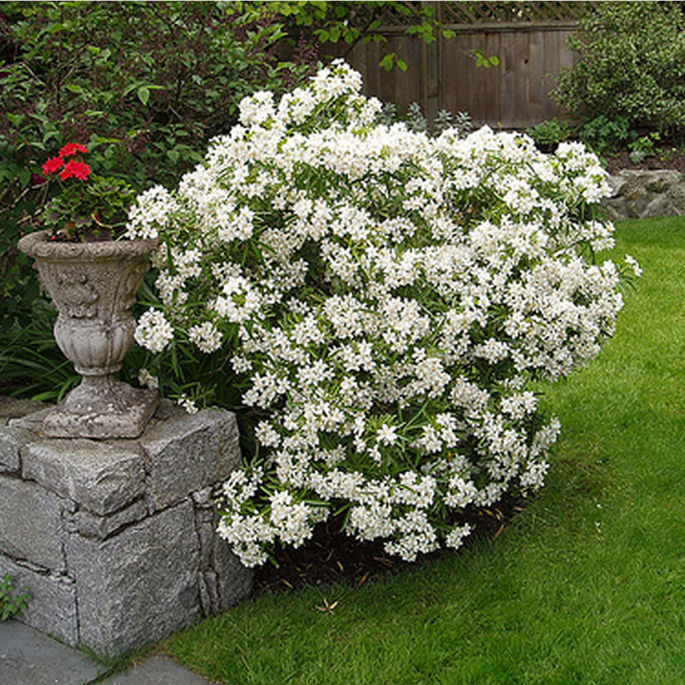 Choisya 'Aztec Pearl' (Fiore D'arancio) - Arbusto Sempreverde, Fiori Bianchi Profumati, Altezza 40-50 Cm, Per Giardino Sole/mezz'ombra