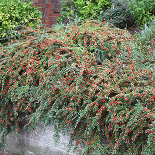 Cotoneaster Horizontalis Hedge Fishbone Gardeners Dream cotoneaster-horizontalis-hedge-fishbone-gardeners-dream