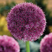 Allium 'Globemaster' Bulbs