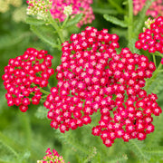 Achillea 'New Vintage Red'