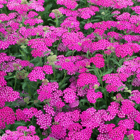 Achillea 'New Vintage Violet'