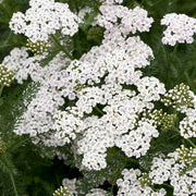 Achillea 'New Vintage White'