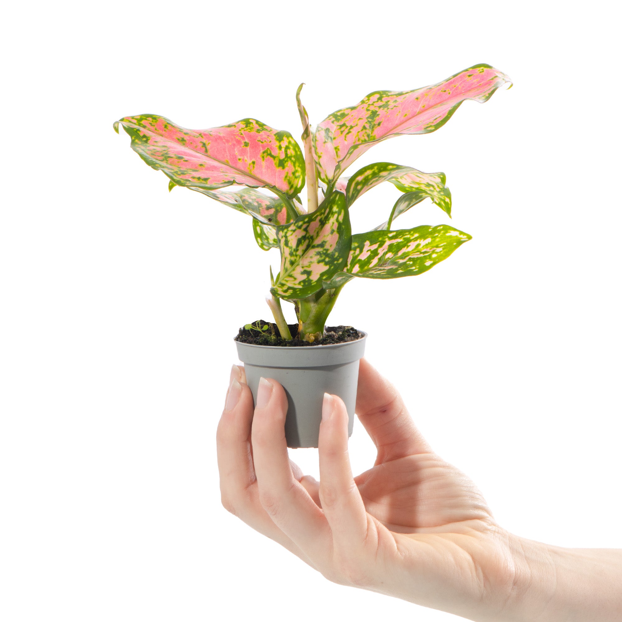 aglaonema pink dragon Chinese Evergreen